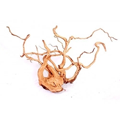 Desert root S 15-30cm- Assorteret pluk